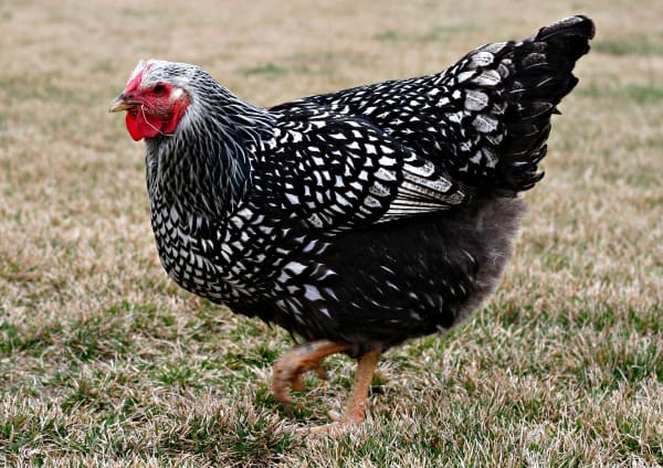 Silver Laced Wyandotte chicken