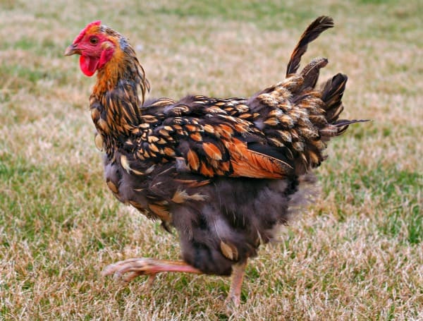Losing Feathers? Signs you have a Chicken Molting