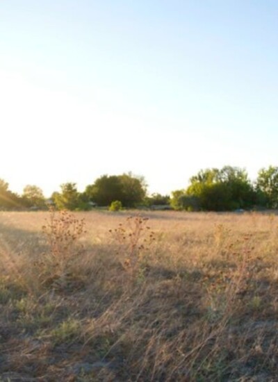 Open land with a few trees.